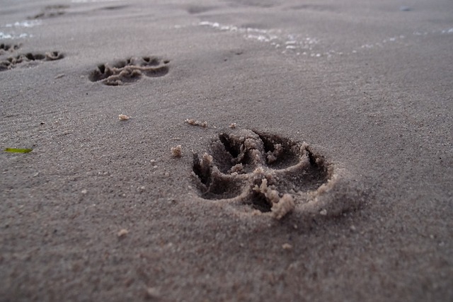 animal paw print pattern with cookie settings icon